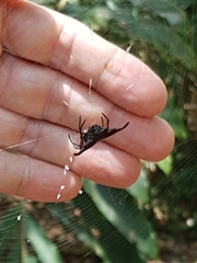 Gasteracantha diardi