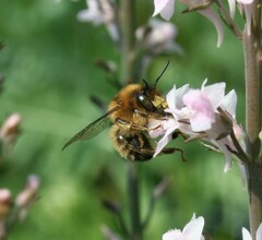 Anthophora furcata