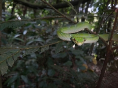 Tropidolaemus subannulatus
