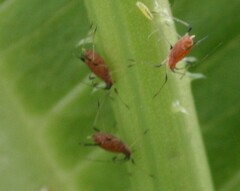 Macrosiphum