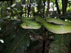 Tropidolaemus subannulatus