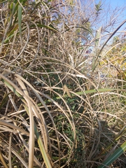 Patanga japonica