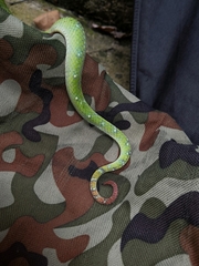 Tropidolaemus subannulatus