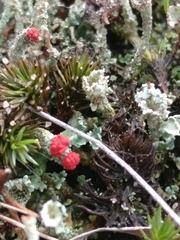 Cladonia coccifera