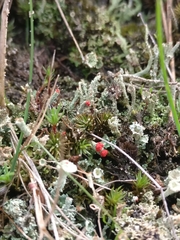 Cladonia coccifera