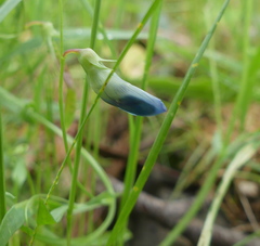 Lathyrus angulatus