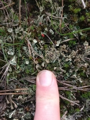 Cladonia coccifera