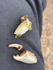 Ombrastacoides leptomerus