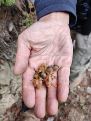 Phylloscopus affinis