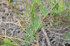 Rafnia capensis capensis