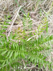 Ptaeroxylon obliquum