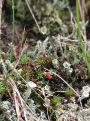Cladonia coccifera