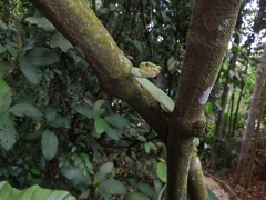 Tropidolaemus subannulatus