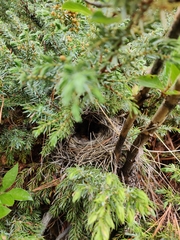 Phylloscopus affinis