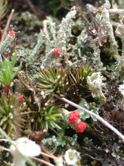 Cladonia coccifera
