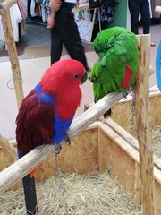Eclectus roratus
