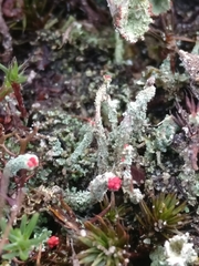 Cladonia coccifera