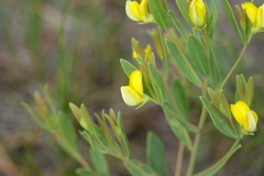 Rafnia capensis capensis