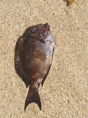 Acanthurus nigrofuscus