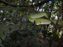 Tropidolaemus subannulatus