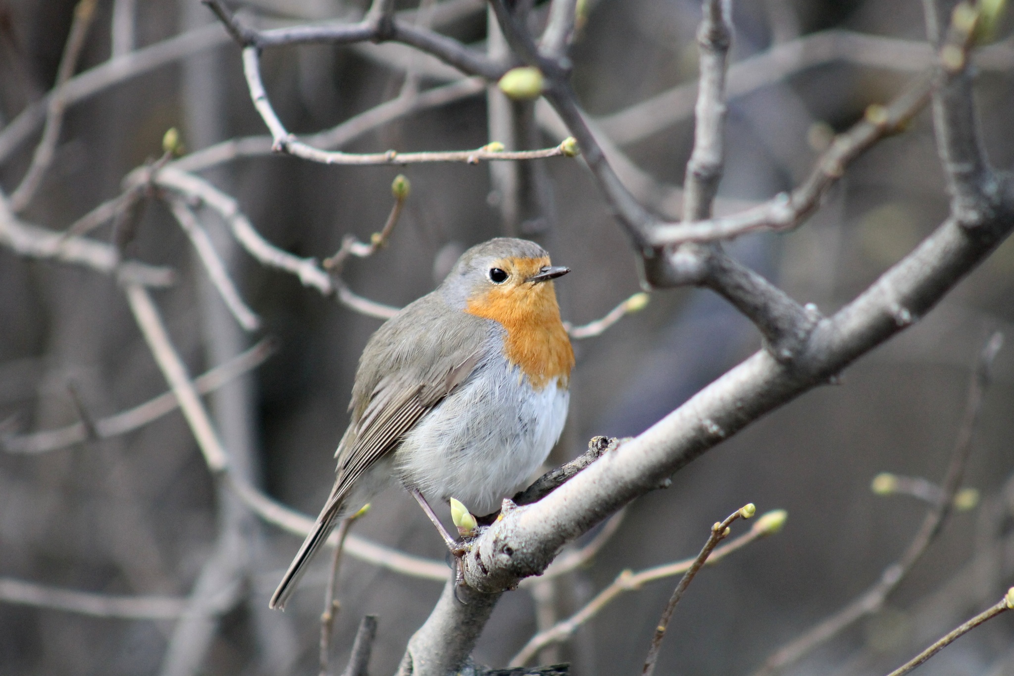 iNaturalist.org. Н. Борисова, Чебоксары Чувашия, апрель 2020