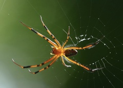 Leucauge grata