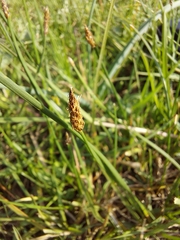 Eleocharis dregeana