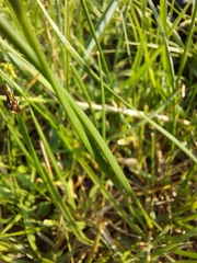 Eleocharis dregeana