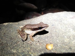 Indosylvirana nicobariensis