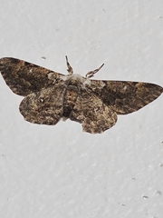 Thyrinteina arnobia