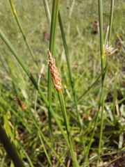 Eleocharis dregeana