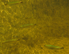 Brycinus lateralis