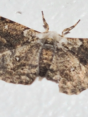 Thyrinteina arnobia