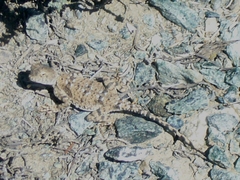 Phrynocephalus helioscopus