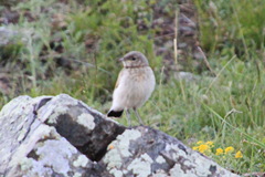 Oenanthe isabellina