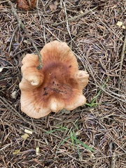 Paralepista flaccida