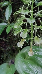 Liparis cordifolia