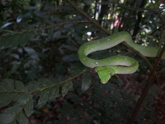 Tropidolaemus subannulatus