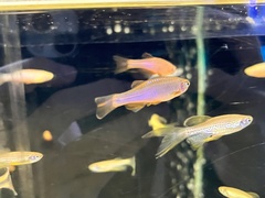 Danio roseus
