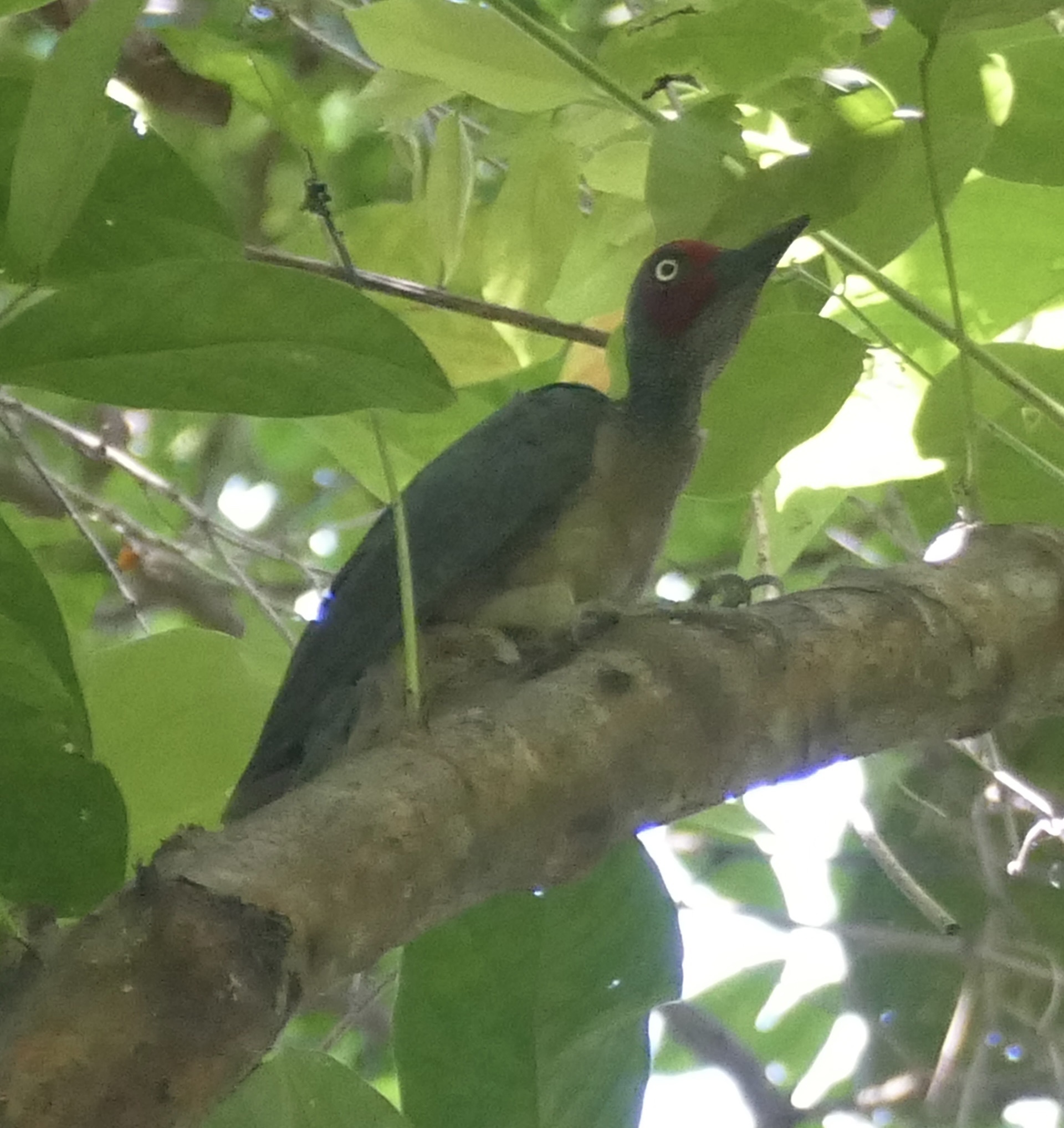 Mulleripicus fulvus (Quoy & Gaimard, 1832)