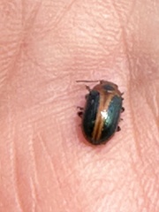 Calomela curtisi
