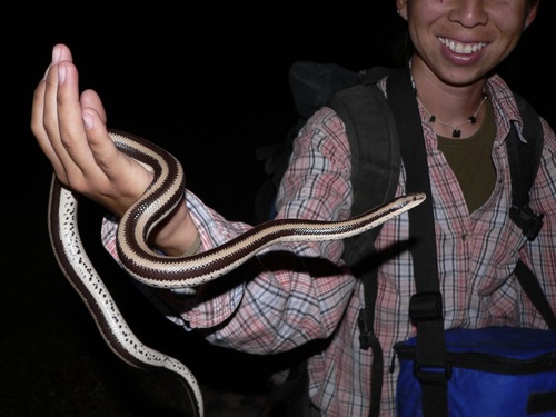 Rosy Boa observed near Isla Espiritu Santo, (c) Winifred Frick, some rights reserved (CC BY-NC)