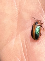 Calomela curtisi