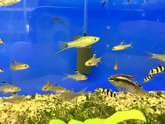 Xiphophorus montezumae