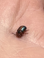 Calomela curtisi