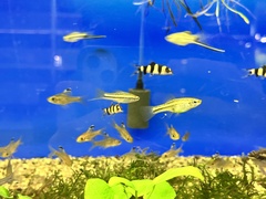 Xiphophorus montezumae