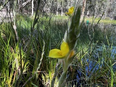 Philydrum lanuginosum