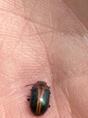 Calomela curtisi