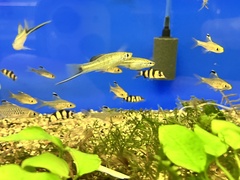 Xiphophorus montezumae