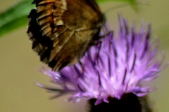 Erebia euryale